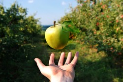 A green apple hovers over a hand in an orchard