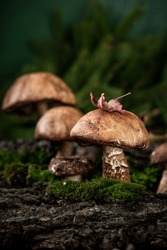 Boletus mushrooms (Leccinum scabrum) grow in the woods.Boletus in the forest, edible mushroom porcini. Found mushrooms under a tree during mushrooming.