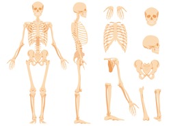 The full anatomical skeleton of a person and individual bones. Performed as an art illustration in a scientific medical style. The main view and side view, also separately the skull, pelvic bone