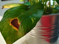 A view of a big dark spot of leaf blight disease on a Devil's Money plant.