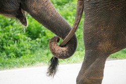 An Elephant show in Thailand