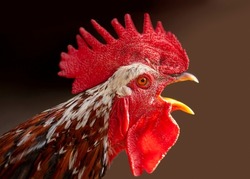 The head of the rooster portrait is close. the rooster has opened the key and screams. A bird sings makes a sound
