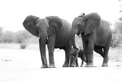 Family herd of elephants crossing a road, Kruger National Park, South Africa