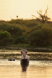 Hippopotamus yawning while in river water at sunset, Kruger National Park, South Africa
