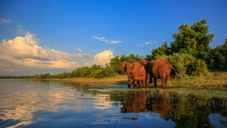 Elephant herd with baby coming to drink at river, Kruger National Park