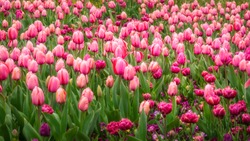 Pink and Purple Tulips in Spring at the Floriade Festival in Canberra, Australian Capital Territory, Australia.