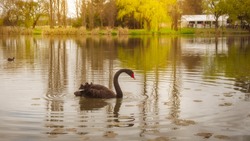 The Black Swan (Cygnus atratus) is a large waterbird, a species of swan native to southeast and southwest regions of Australia. Here in Canberra, Australian Capital Territory, Australia.