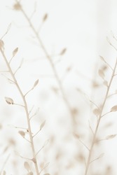 Dried romantic elegant beige flowers branches for vertical wedding poster invitation and wallpaper on light background macro