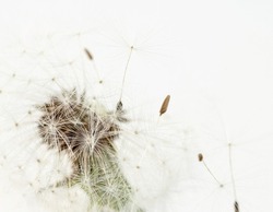 Dandelion fragile blooming fluffy blowball small elegant flower with flying away seeds  on light background minimalistic macro wallpaper