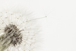 Dandelion fragile blooming fluffy blowball elegant flower full view with flying seed on light background macro wallpaper with place for text