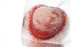 Cherry fresh berry frozen inside ice cube isolated on white background macro