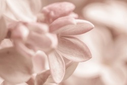 Pale pink beige neutral color little lilac flower for wedding invitation or elegant romantic wallpaper macro
