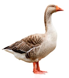 Closeup shot of big grey adult goose, isolated on white background