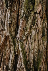 Background, texture of brown acacia bark, spruce close-up.