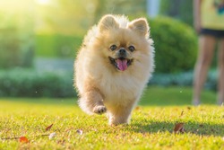 Cute puppies Pomeranian Mixed breed Pekingese dog run on the grass with happiness.