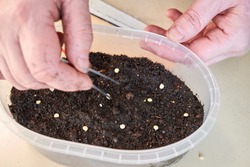 woman at home is planting red pepper seeds with tweezers in a plastic matte container with earth on the table. growing plants and flowers at home