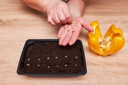 Bell pepper plant seeds in a plastic box container for seedlings with woman's hand. Seeds prepared for planting in the ground. Seeds of pepper close up. chopped pepper for seed