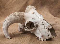 animal's skull on sacking background