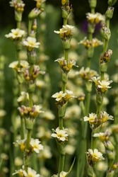 Sisyrinchium striatum, common names pale yellow-eyed-grass or satin flower, is an evergreen perennial plant in the family Iridaceae.
