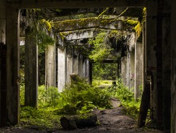 Old dirty broken ruined abandoned building among Bog, Facade ruins of industrial factory. Alley way with moss illuminated by sunlight.