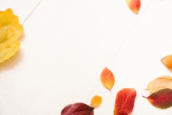 Frame of autumn leaves on a white wooden background, multicolored leaves and yellow leaf of oak. High quality photo