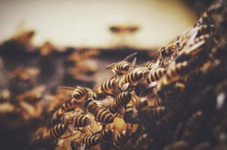 close up group of bees in natural habitat with blurry background