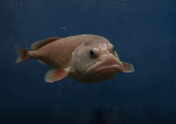 Photo of a blobfish - Blob Fish known as the world's ugliest deep sea creature 