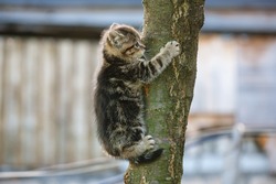 tabby kitten trying to climb a tree