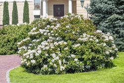 Landscape design of a spring garden with a blooming white azalea bush against the background of a house on a sunny day.