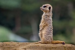 Meerkat on lookout duty