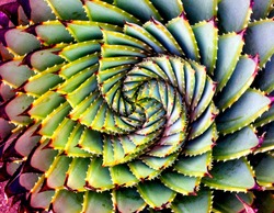 Spiral Aloe/Plant/Lesotho