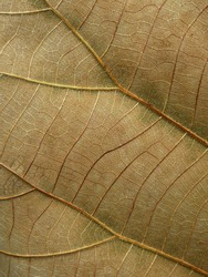 close up dry teak leaf texture