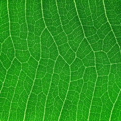 detail of cell green leaf texture