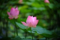 pink Sacred lotus ( Nelumbo nucifera Gaertn. ) blooming in the pond, ornamental flowers in the garden, effect swirly bokeh of crank lens