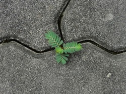 small young plant grow on concrete block ( uni pave ) floor of abandoned walkway texture