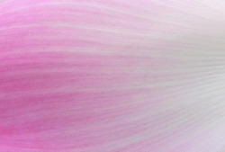 close up pink petal texture, petal of Sacred lotus ( Nelumbo nucifera Gaertn. )