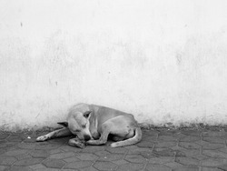 Homeless stray dog laying at urban street