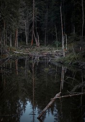 Gray heron in a swamp in a dark dense scary northern forest