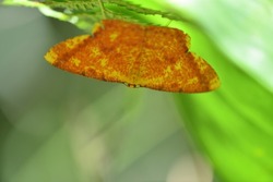 An orange spotted butterfly insect rests under a leaf