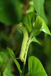 A protective colored green caterpillar crawls on a plant tree