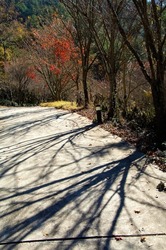 Autumn landscape and tree shadows on a park path