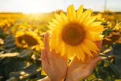 Sunny beautiful picture of sunflower in female's hands. Plant growing up among another sunflowers. Daylight in morning or evening. Big yellow sunflower's field. Harvest time