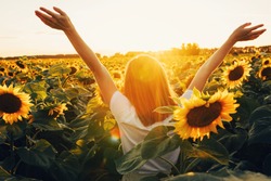 Sunny beautiful picture of young cheerful girl holding hands up in air and looking at sunrise or sunset. Stand alone among field of sunflowers. Enjoy moment