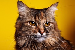 Beautiful cat isolated on a yellow background. Colorful decorations. Animal portrait