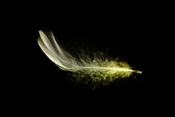 Feather concept. Multicoloured pastel angel feather closeup texture isolated on black background in macro photography, soft focus. Elegant expressive artistic image fragility of nature