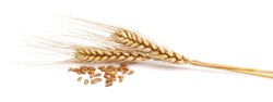 spikelets with wheat on a white background