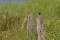 A singing Meadow pipit, small bird, perched on fence post