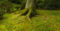The roots of the tree in the moss