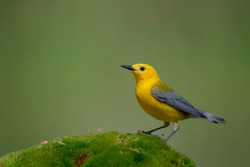 A Prothonotary Warbler perched on a bright green mossy stump with a smooth green background in bright sun.
