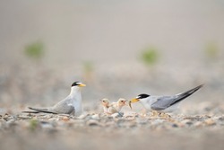 A pair of Least Tern adults feed there tiny and cute baby chicks a small minnow on a sandy beach in soft light.